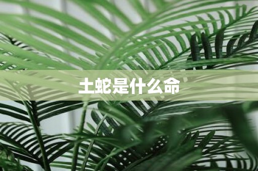 土蛇是什么命