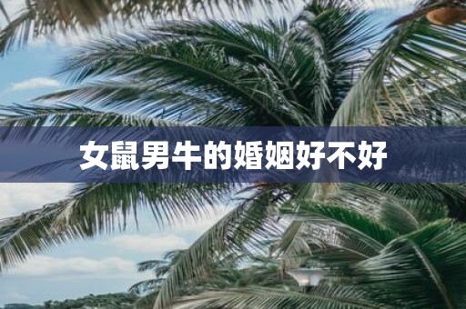 女鼠男牛的婚姻好不好
