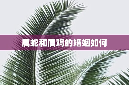 属蛇和属鸡的婚姻如何