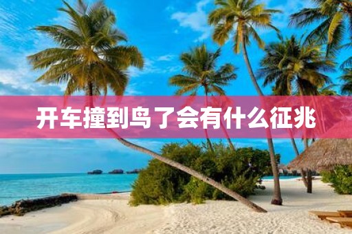开车撞到鸟了会有什么征兆