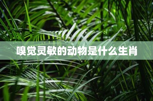嗅觉灵敏的动物是什么生肖