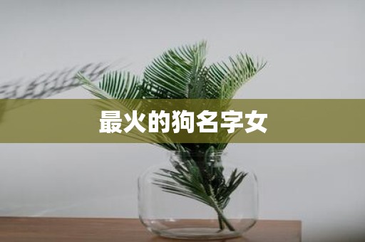 最火的狗名字女