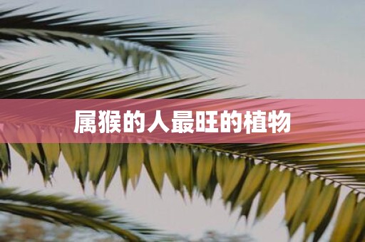 属猴的人最旺的植物