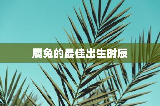 属兔的最佳出生时辰