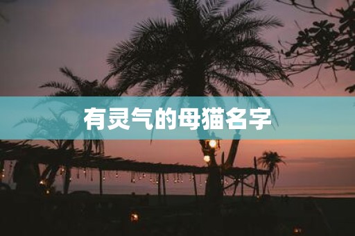 有灵气的母猫名字