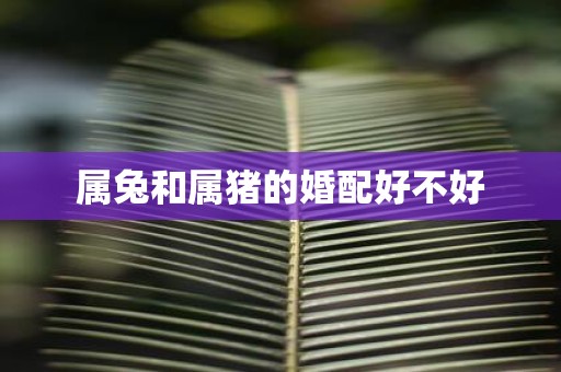 属兔和属猪的婚配好不好