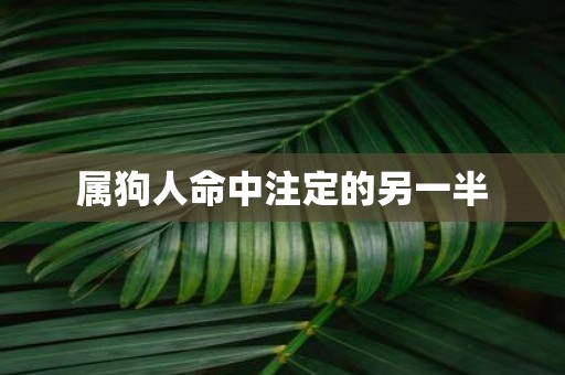 属狗人命中注定的另一半