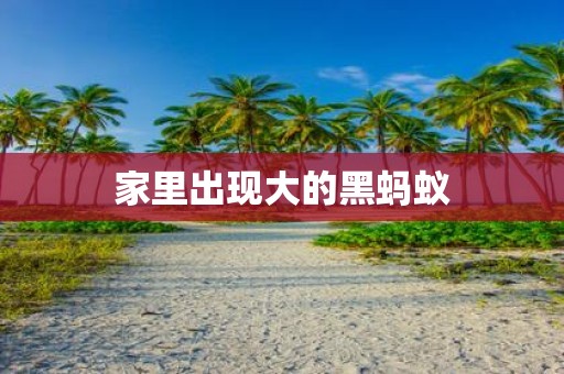 家里出现大的黑蚂蚁