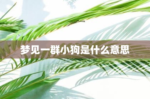 梦见一群小狗是什么意思