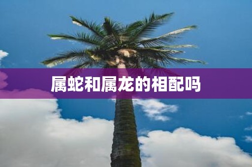 属蛇和属龙的相配吗
