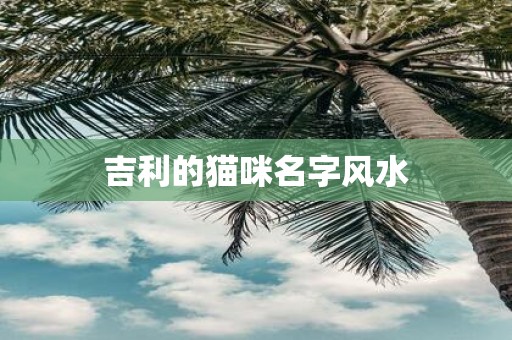 吉利的猫咪名字风水