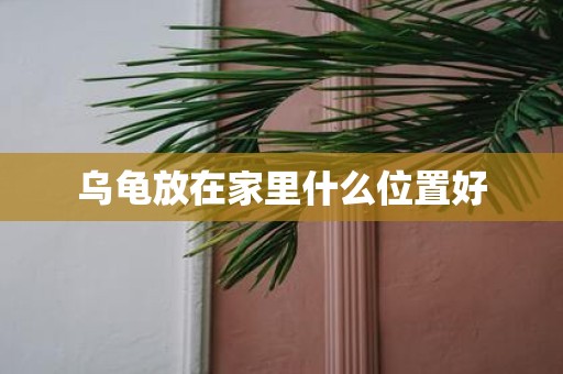 乌龟放在家里什么位置好