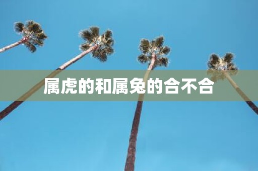 属虎的和属兔的合不合