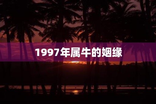 1997年属牛的姻缘