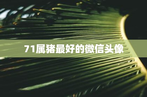 71属猪最好的微信头像