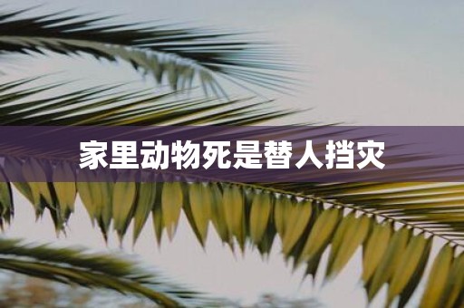 家里动物死是替人挡灾