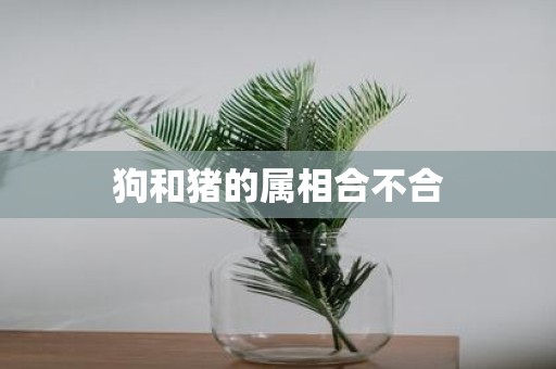 狗和猪的属相合不合