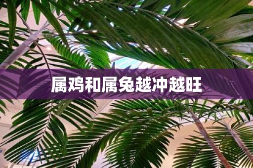 属鸡和属兔越冲越旺