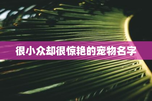 很小众却很惊艳的宠物名字
