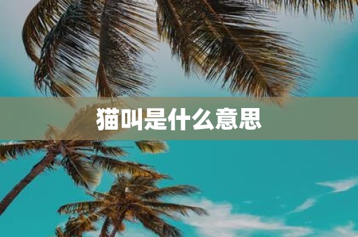 猫叫是什么意思