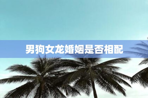 男狗女龙婚姻是否相配