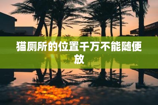 猫厕所的位置千万不能随便放