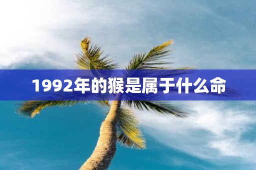 1992年的猴是属于什么命