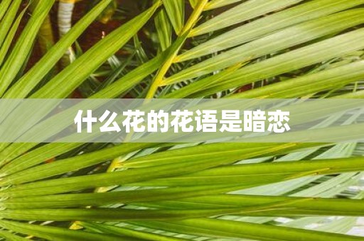 什么花的花语是暗恋