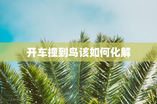 开车撞到鸟该如何化解
