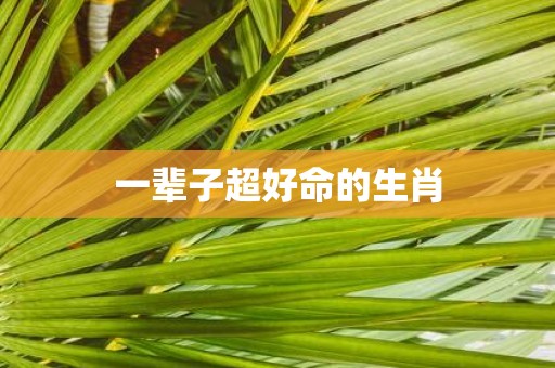 一辈子超好命的生肖