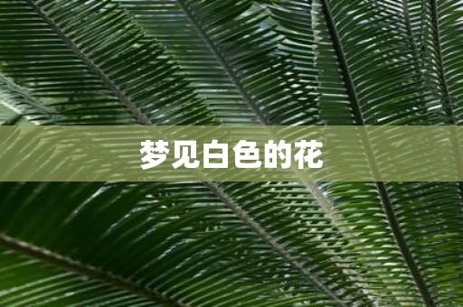 梦见白色的花