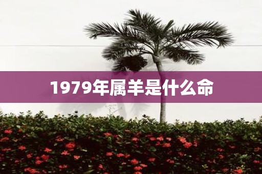 1979年属羊是什么命