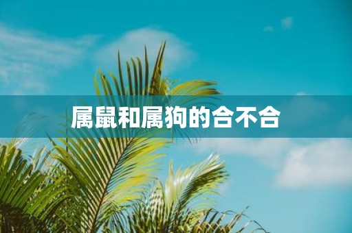 属鼠和属狗的合不合