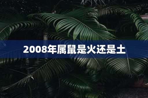 2008年属鼠是火还是土