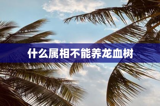 什么属相不能养龙血树