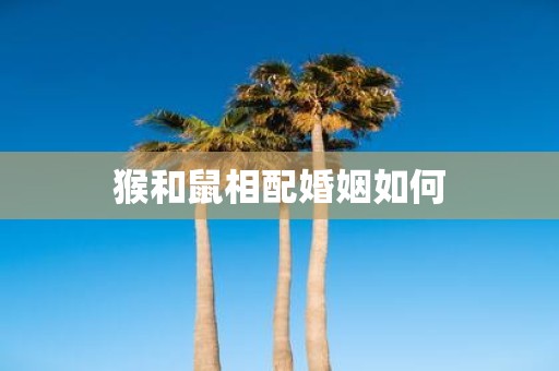 猴和鼠相配婚姻如何