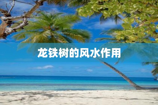 龙铁树的风水作用