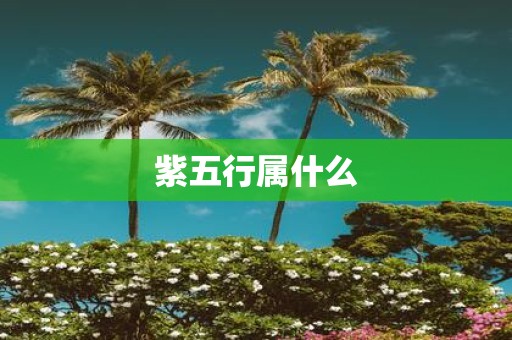 紫五行属什么