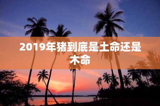 2019年猪到底是土命还是木命