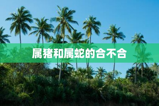 属猪和属蛇的合不合