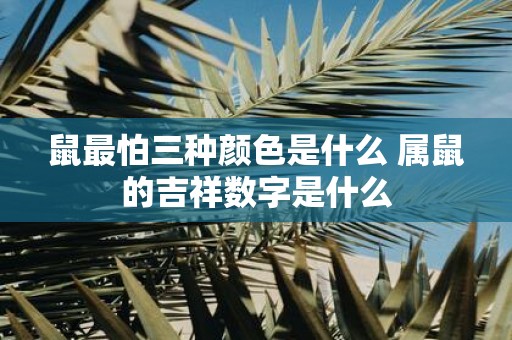 鼠最怕三种颜色是什么 属鼠的吉祥数字是什么