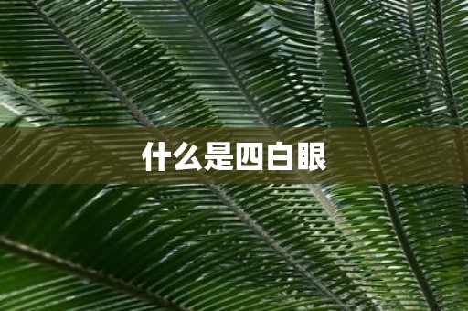 什么是四白眼