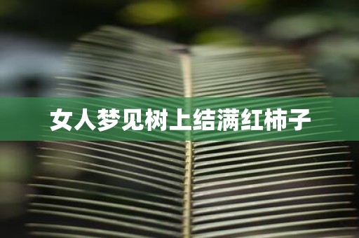 女人梦见树上结满红柿子