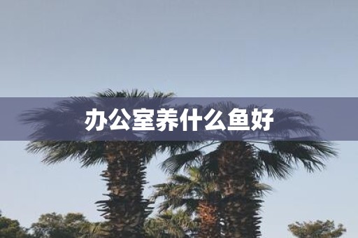 办公室养什么鱼好