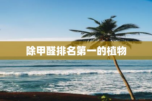 除甲醛排名第一的植物