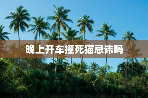 晚上开车撞死猫忌讳吗