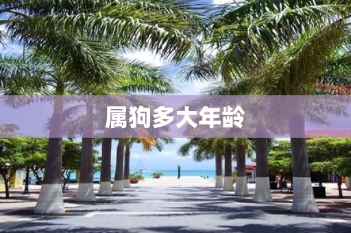 属狗多大年龄