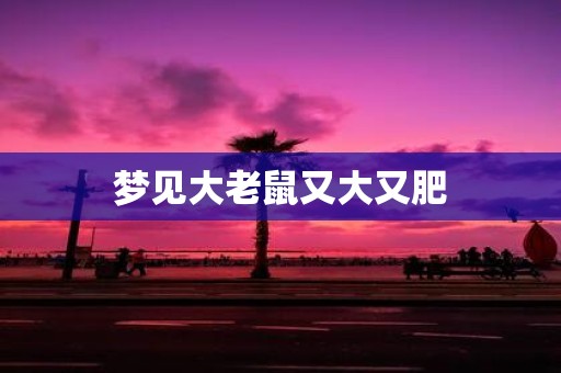 梦见大老鼠又大又肥