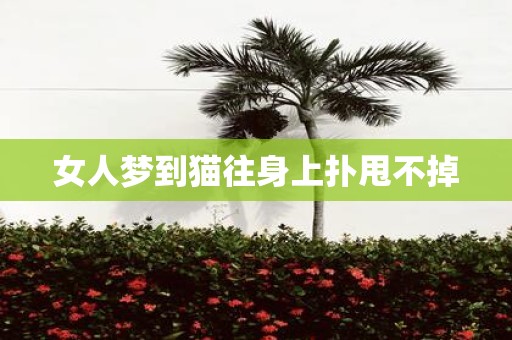 女人梦到猫往身上扑甩不掉
