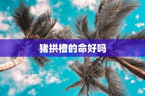 猪拱槽的命好吗